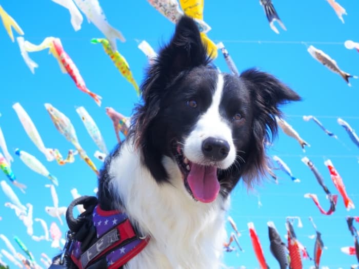 ペット関連業：「犬祭り」ペット同伴型イベント